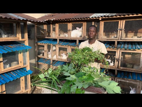Leaves/food that rabbits eat