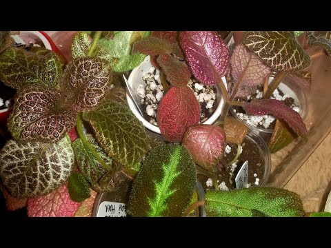 Новые эписции на мой подоконник! Плюс бирки для цветов - излишки.