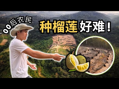 【 🇲🇾⛰️种榴莲不是说种就种！】这三个月我都在规划什么？00后的我正式开始踏入榴莲行业，芭地开发后要怎么开始种榴莲？在农场的纪录片Durian Farm Documentary Vlog