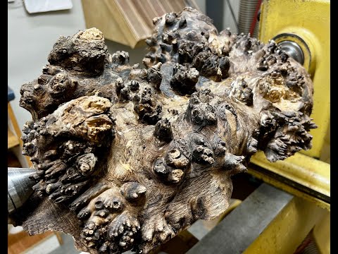 Taming the Beast-Black Walnut Burl- No Music!