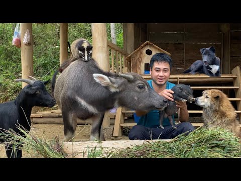 A Vietnamese man's intelligent dog suddenly went missing and has not returned home.