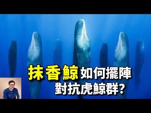 抹香鯨為什麼是大王烏賊的一生之敵？牠們能抵擋虎鯨群攻擊嗎？抹香鯨的糞便「龍涎香」比黃金還貴重的秘密……【老肉雜談】#動物 #海洋生物 #野生動物 #鯨 #抹香鯨 #whale