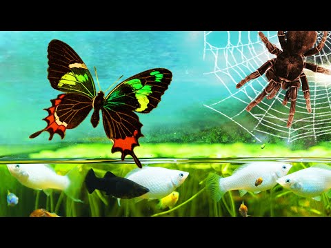 What If Butterflies, Spiders and Fish End Up in the Same Terrarium?
