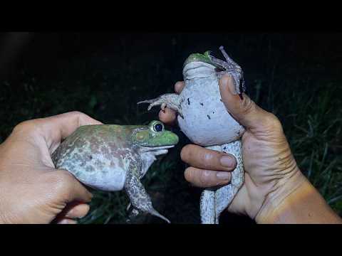 Catch giant frog and small frog for fun, bullfrog, scary frog, beautiful frog, yellow frog, toads