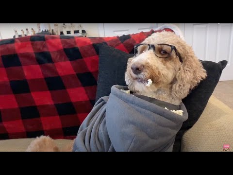 The Very Best Pets Of The Year...So Far | Funny Animals