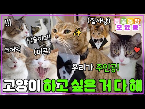 [#모았동물농장] 8월 8일은 고양이의 날!🐱 하루 늦었지만..오늘 영상은 우리가 접수한다!🐈🐈‍⬛ #TV동물농장 #AnimalFarm #SBSstory