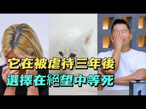 狗狗每天瘋狂站立5個小時，活生生把自己餓成皮包骨，訓犬師第一次露出絕望的神情