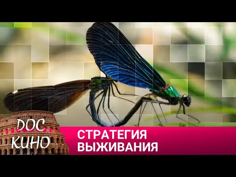 🎭СТРАТЕГИЯ ВЫЖИВАНИЯ 🌎 ДОКУМЕНТАЛЬНОЕ КИНО 🎆 2023