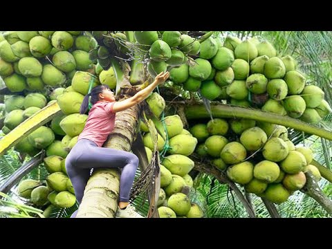 REWIND TIMELAPSE --200 Day Climb High To Harvest Coconuts, Jackfruit, Lychee Fruit../Phương's Story