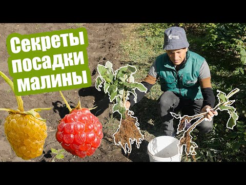 Сажаем малину! Секреты осенней посадки от Анатолия Сидоровича