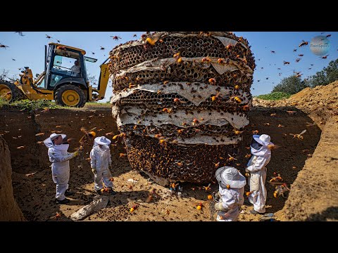 Giant HORNET | How ONE Insect CONQUERED Europe