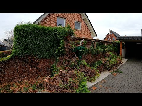 She DIDN'T WANT TO, but Still ASKED ME to REMOVE the 20 Year Old Hedge