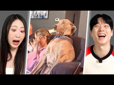 Funniest Animal Videos Ever | Y