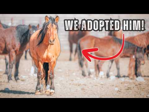 Adopting My First WILD MUSTANG!