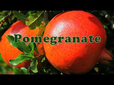 Pomegranate Cultivation