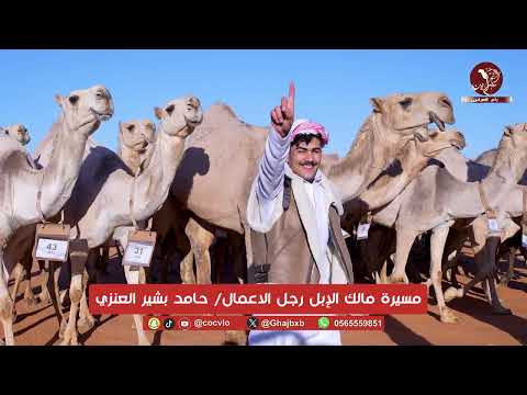 مسيرة مالك الإبل رجل الاعمال/ حامد بشير العنزي مهرجان الملك عبدالعزيز للإل النسخه 10