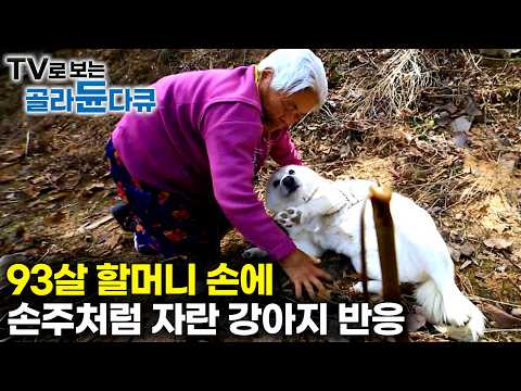 93살 할머니 품에서 손주처럼 자란 강아지의 마음｜93살 노모와 66살 딸, 그리고 강아지 '백설이'의 아름다운 산골일기｜한국기행｜#골라듄다큐