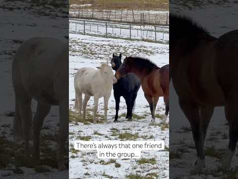 If your friends seem pretty normal then you’re probably that friend 😂 (I know I am)#funnyhorses#pov