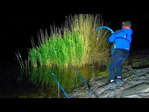 РЫБАЛКА НА СОМА!!! СОМ. 💥САЗАН🔥 НА ДОНКИ КРОКОДИЛ! РЫБАЛКА С НОЧËВКОЙ!