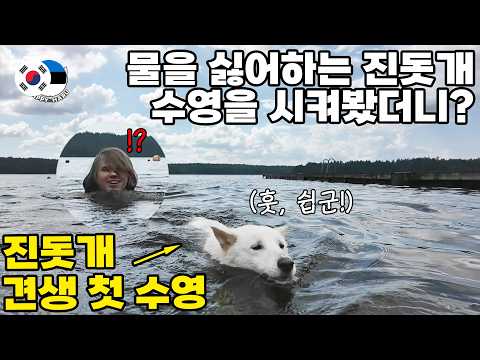 북유럽 사는 천재 진돗개, 가르치지도 않은 수영을 해냅니다ㅋㅋ