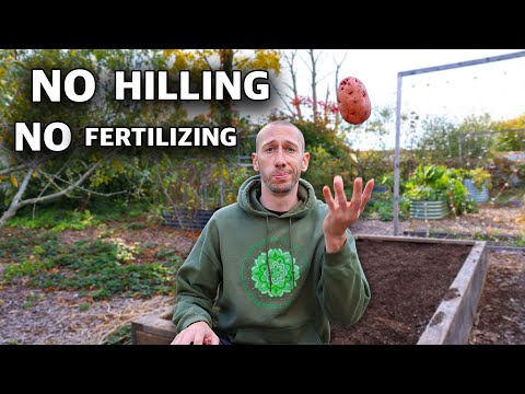 What Happens When You Toss Potatoes in a Raised Bed and Come Back 125 Days Later?