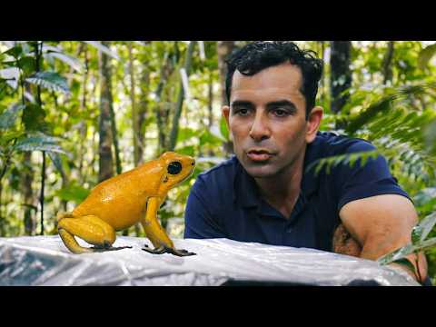 The Deadliest Frog in The World