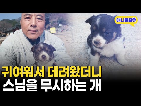한 눈에 반해서 데려온 새끼 강아지.. 알고봤더니 I KBS 동물극장 단짝 221112 방송