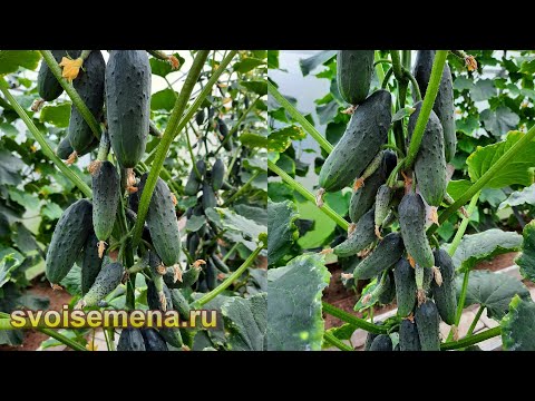 Хотите завалиться огурцами? Тогда сделайте так! Часть 1