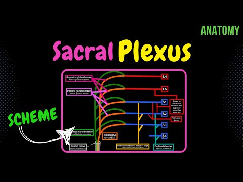 Sacral Plexus (Scheme + QUIZ) | Anatomy