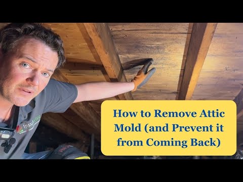 How to Remove Attic Mold (and Prevent it from Coming Back)