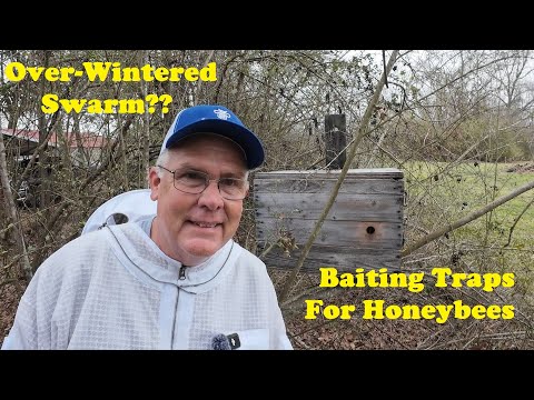 Setting a Honeybee Swarm Trap | Overwintered Swarm