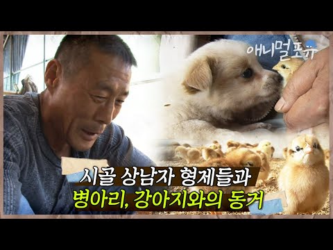 [풀버전] 시골 병아리 키우는 상남자 삼형제와 신입 강아지 똘이의 수상한 동거 I 수상한 삼형제 I KBS 인간극장 2011 방송