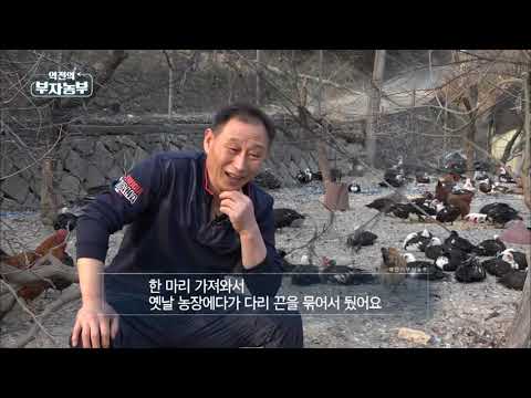 [Ep.34] 200 million won a year as a goose, not a duck! Sonyeong-gu rich farmer in Gyeongsan-si
