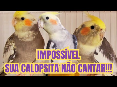 4 Horas Canto de Calopsita para estimular sua calopsita a cantar. Família de Calopsita cantando