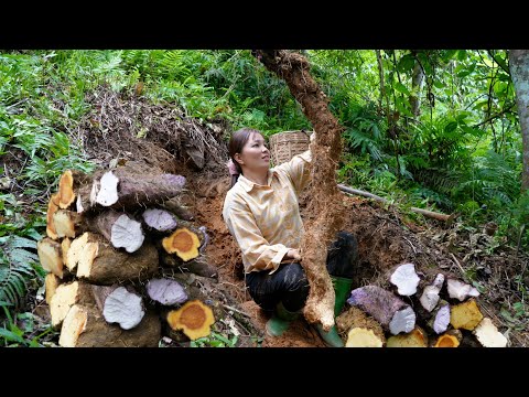 Amazing! Harvest Giant Yams In The Forest - Goes To The Highlands Market, farm life