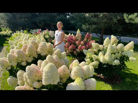 РАЗМЕР ГОРТЕНЗИИ И МЕСТО ПОСАДКИ