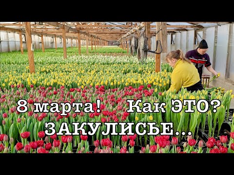 Работа всей семьей | 8 марта 2025 | Год работы | Как растут тюльпаны | Свое производство |Рассада