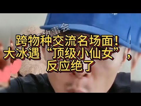 跨物种交流名场面！大冰遇“顶级小仙女”，反应绝了