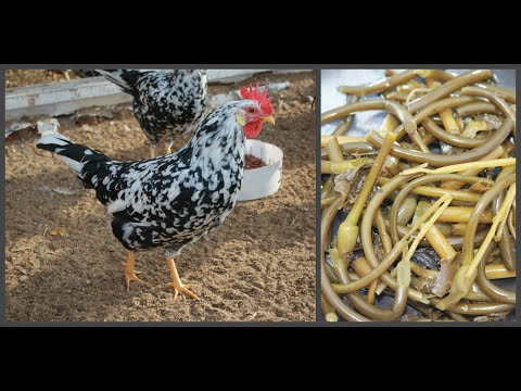 ЛУЧШИЙ ДОКТОР ДЛЯ КУР !