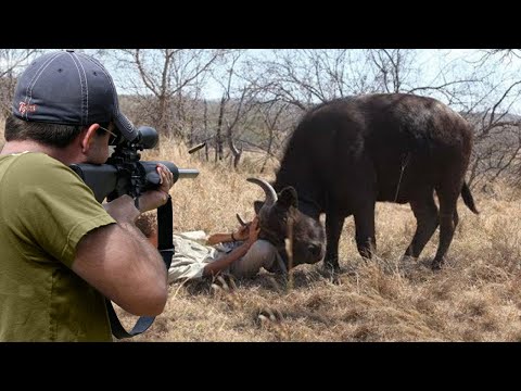 Watch an African buffalo take revenge on the hunter 😱🔥👍👌 Part 1