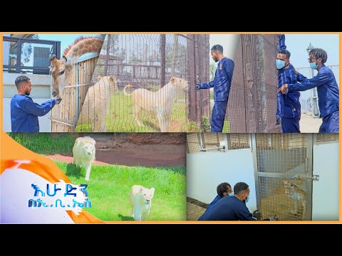 //ትንሽ እረፍት//"አንበሶቹ ሳይበሉን አበላናቸው "  በአንድንት ፓርክ የእንስሳት ማቆያ //እሁድን በኢቢኤስ//