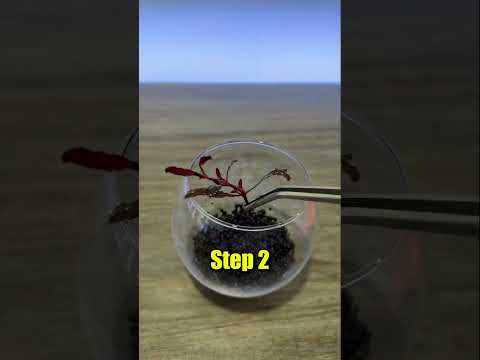 World’s Smallest Fish Tank..