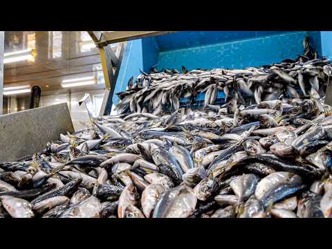 干物の大量生産プロセス。食卓を彩る日本最大級の干物工場に潜入する