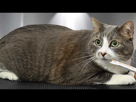 The Cutest, Sweetest, Best Cat to Groom in the Whole World