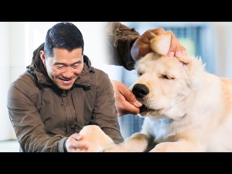 강아지 밥상머리 교육하는 법 [퍼피교육]