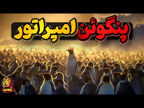 پنگوئن شگفتی ساز امپراتور در باغ وحش آنتن