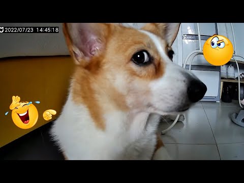 I Wanted a DOG, But God Gave Me a COMEDIAN! 😂 Best Funny Dogs Moments 😂