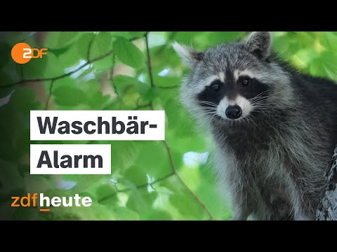 Waschbären auf dem Vormarsch - warum uns invasive Arten gefährlich werden können | Länderspiegel
