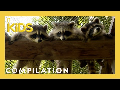 Rescuing Baby Animals! | Bandit Patrol | Nat Geo Kids Compilation | @natgeokids