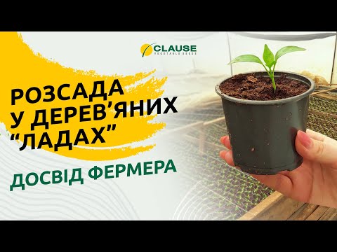 ДОСВІД ФЕРМЕРА: РОЗСАДА ПЕРЦЮ У ДЕРЕВ'ЯНИХ "ЛАДАХ"